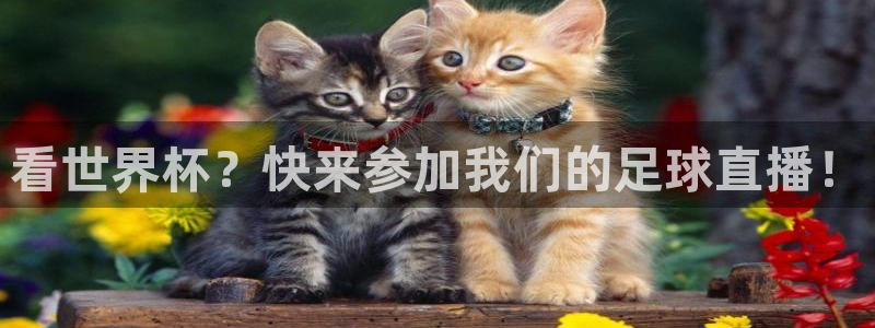 咪咕体育直播平台：看世界杯？快来参加我们的足球直播！